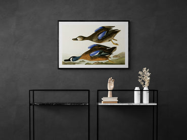 Vintage naturalistic bird illustrations: Blue-Winged Teal. Prints on art paper, canvas, and framed canvas. Free shipping in the USA. SKUJJA024