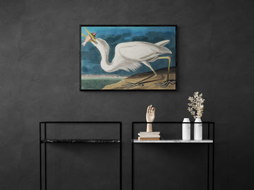 Vintage naturalistic bird illustrations: Great White Heron. Prints on art paper, canvas, and framed canvas. Free shipping in the USA. SKUJJA066