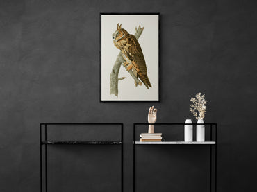 Vintage naturalistic bird illustrations: Long-eared Owl. Prints on art paper, canvas, and framed canvas. Free shipping in the USA. SKUJJA084