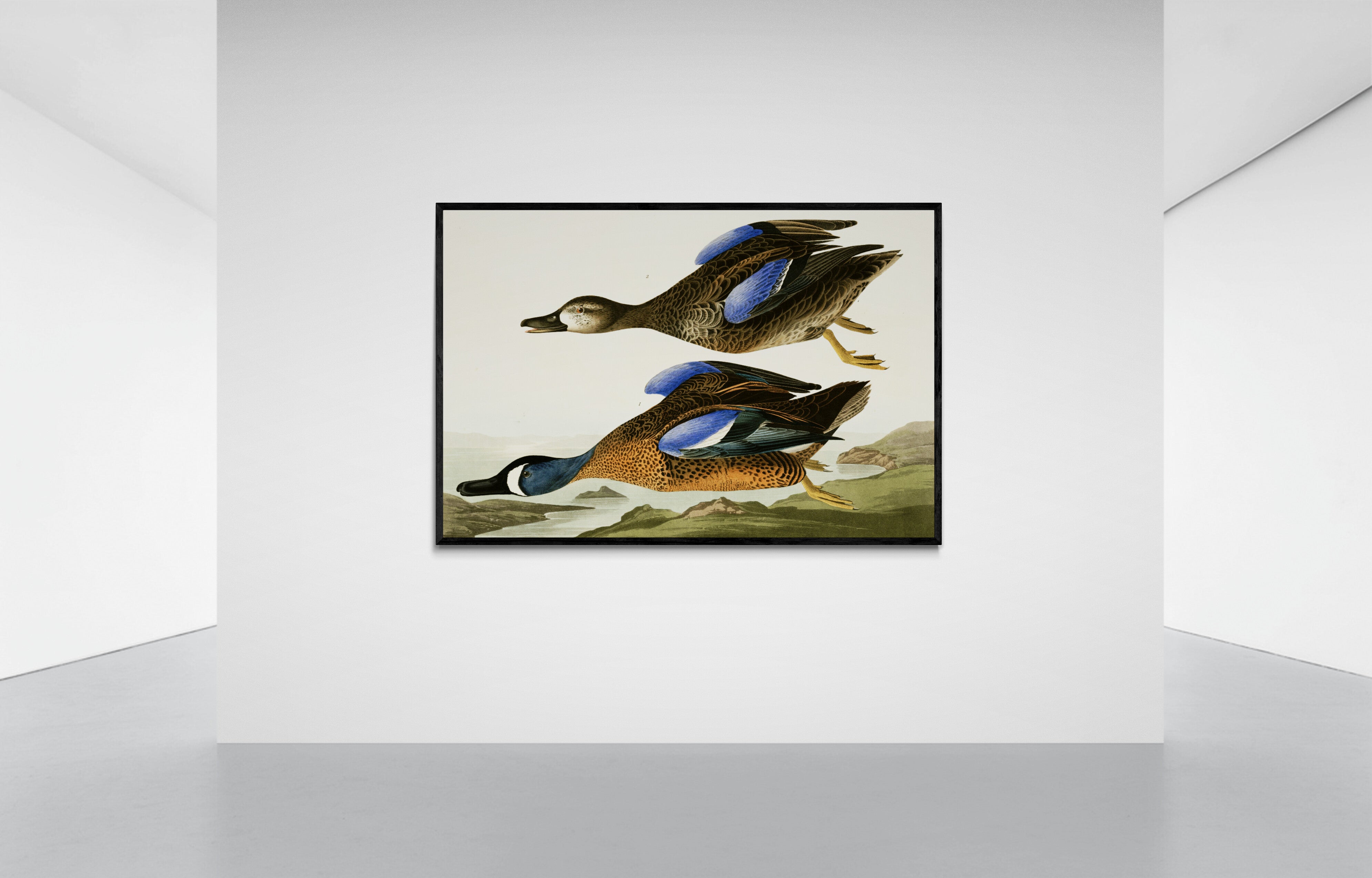 Vintage naturalistic bird illustrations: Blue-Winged Teal. Prints on art paper, canvas, and framed canvas. Free shipping in the USA. SKUJJA024