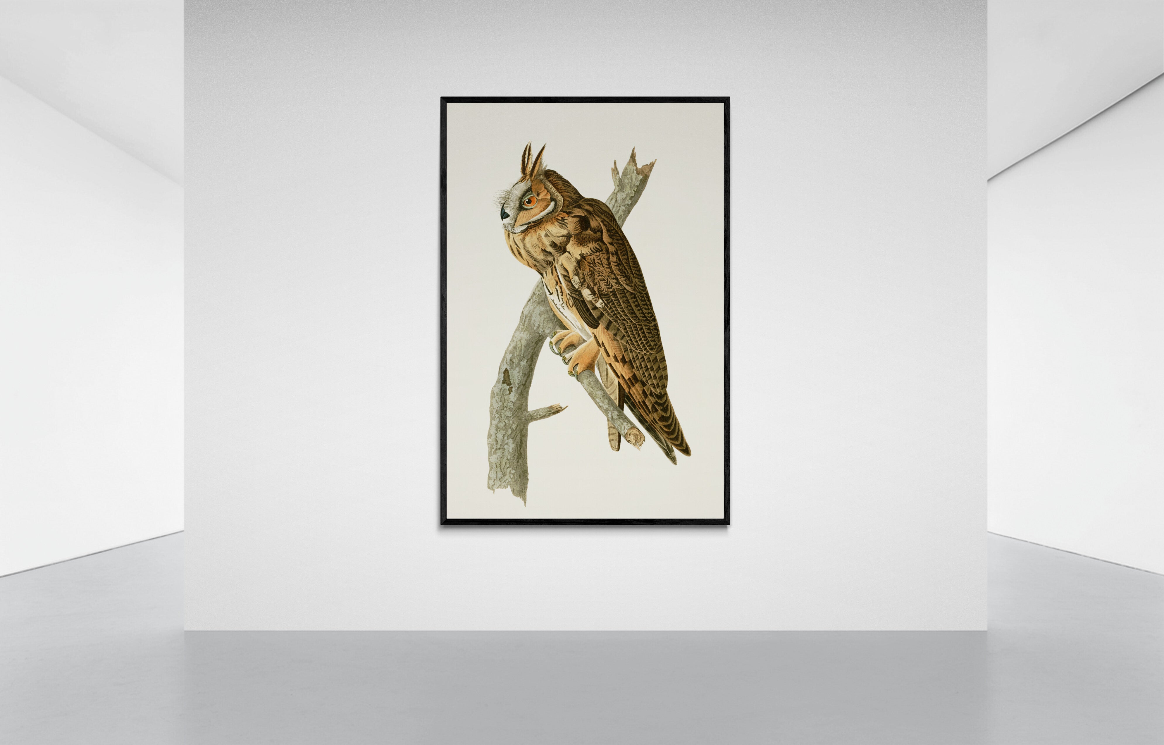Vintage naturalistic bird illustrations: Long-eared Owl. Prints on art paper, canvas, and framed canvas. Free shipping in the USA. SKUJJA084