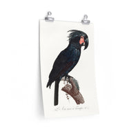 Vintage naturalistic The Palm Cockatoo, Probosciger aterrimus illustrations. Prints on art paper, canvas and framed canvas. Free shipping in the USA.