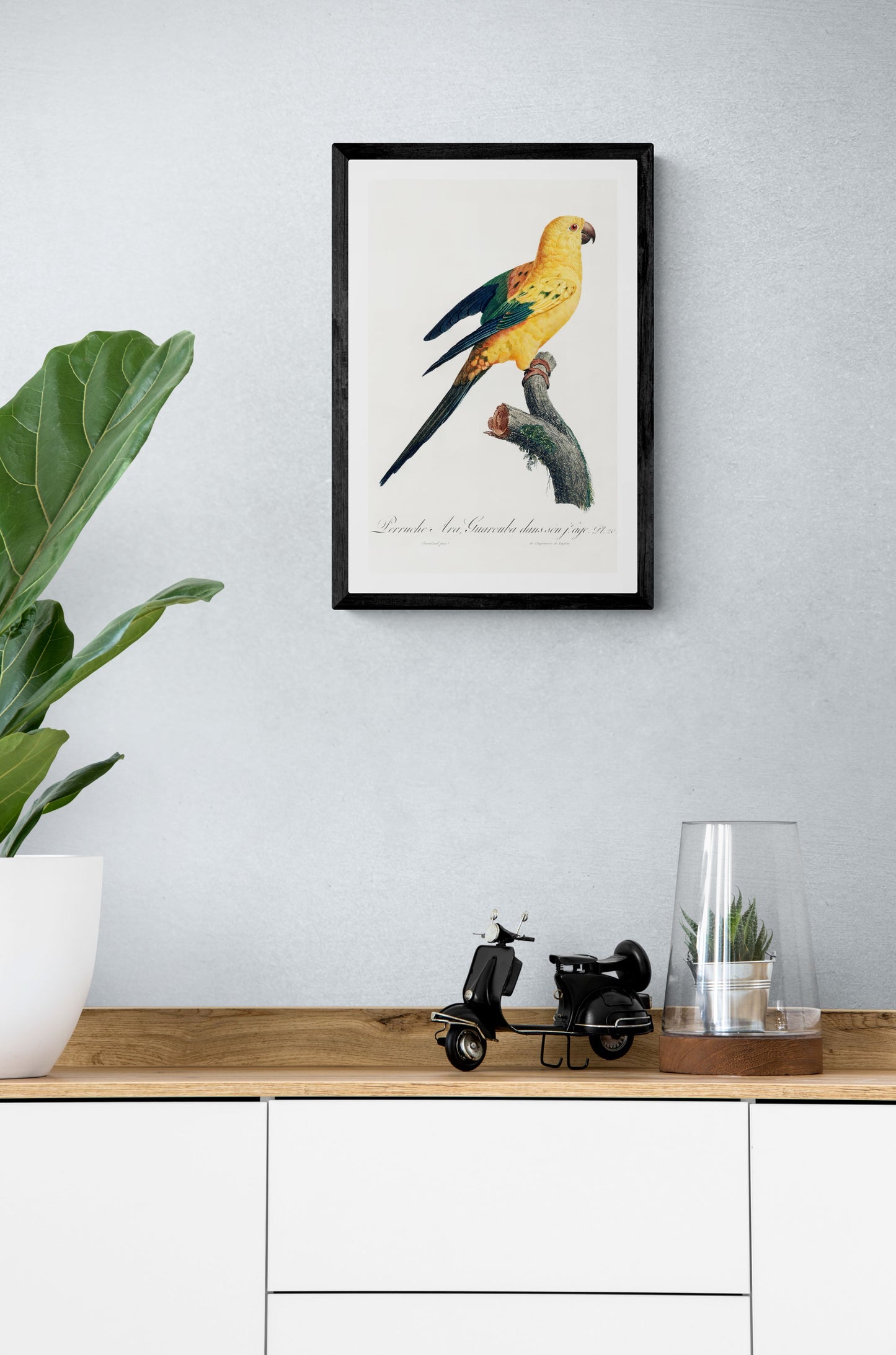 Vintage naturalistic The Sun Parakeet, Aratinga solstitialis illustrations. Prints on art paper, canvas and framed canvas. Free shipping in the USA.
