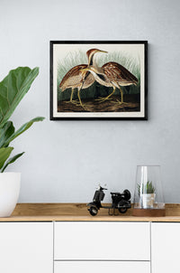 Vintage naturalistic bird illustrations: American Bittern. Prints on art paper, canvas, and framed canvas. Free shipping in the USA. SKUJJA001