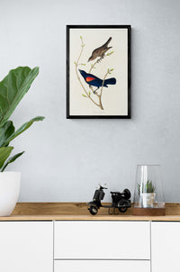 Vintage naturalistic bird illustrations: Prairie Starling. Prints on art paper, canvas, and framed canvas. Free shipping in the USA. SKUJJA098