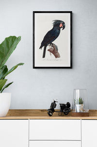 Vintage naturalistic The Palm Cockatoo, Probosciger aterrimus illustrations. Prints on art paper, canvas and framed canvas. Free shipping in the USA.