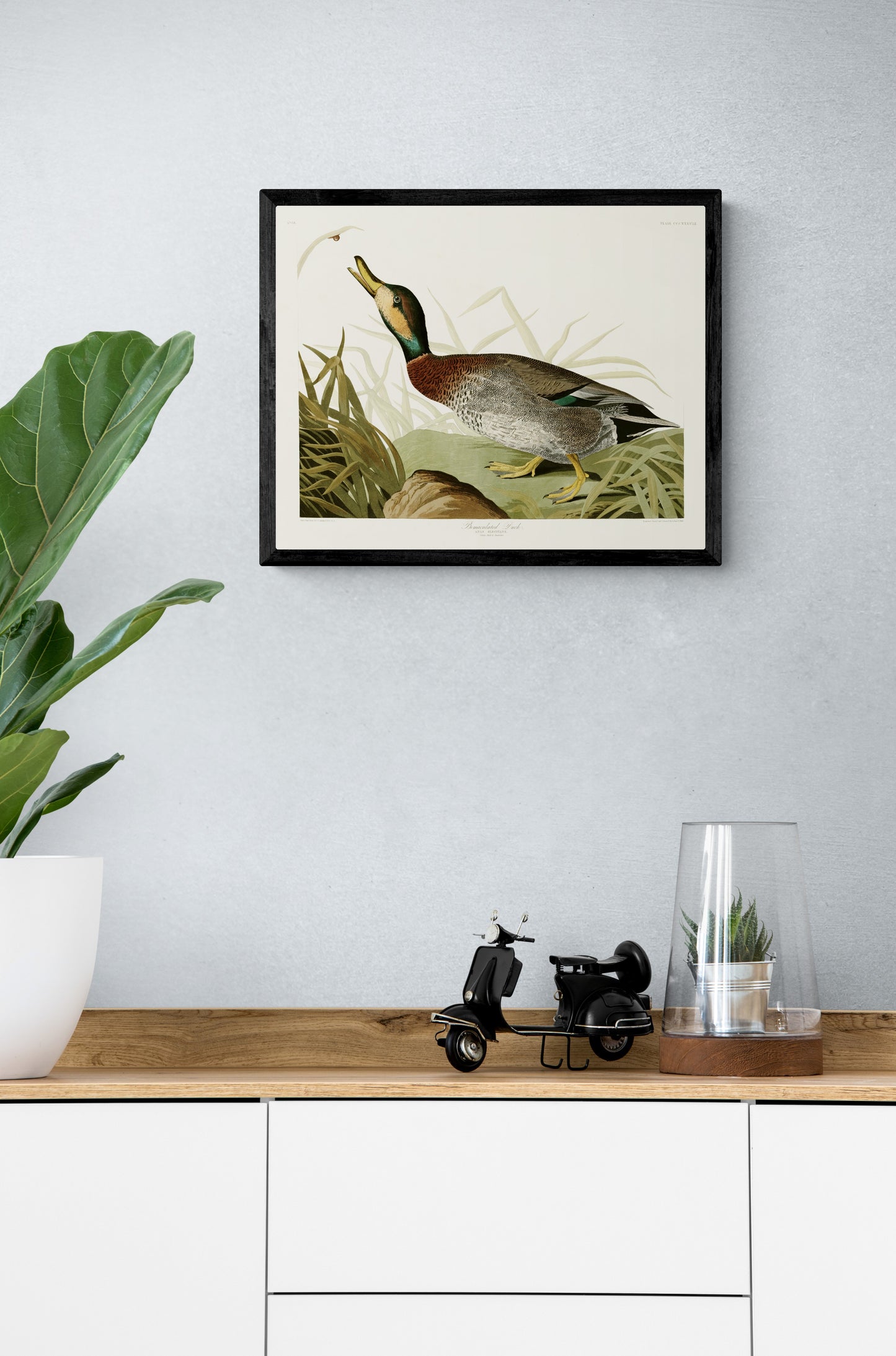 Vintage naturalistic bird illustrations: Bemaculated Duck. Prints on art paper, canvas, and framed canvas. Free shipping in the USA. SKUJJA017