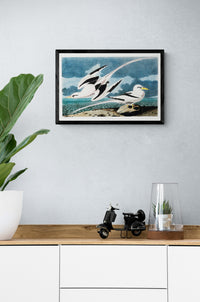 Vintage naturalistic bird illustrations: Tropic Bird. Prints on art paper, canvas, and framed canvas. Free shipping in the USA. SKUJJA120