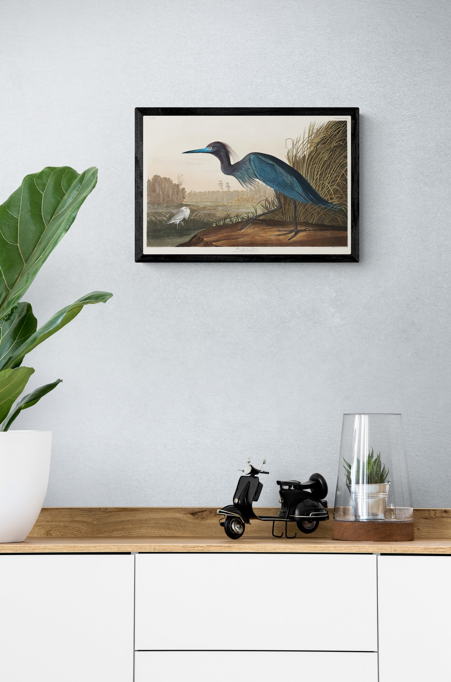 Vintage naturalistic bird illustrations: Blue Crane or Heron. Prints on art paper, canvas, and framed canvas. Free shipping in the USA. SKUJJA022