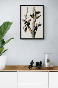 Vintage naturalistic bird illustrations: Ivory-billed Woodpecker. Prints on art paper, canvas, and framed canvas. Free shipping in the USA. SKUJJA073
