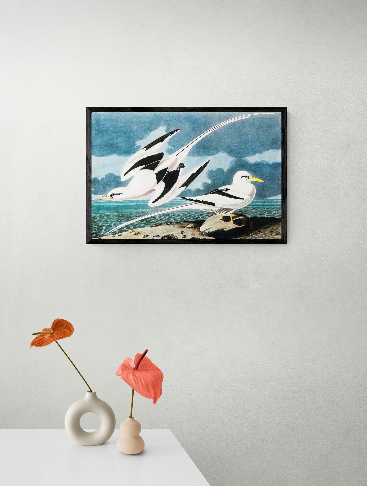 Vintage naturalistic bird illustrations: Tropic Bird. Prints on art paper, canvas, and framed canvas. Free shipping in the USA. SKUJJA120