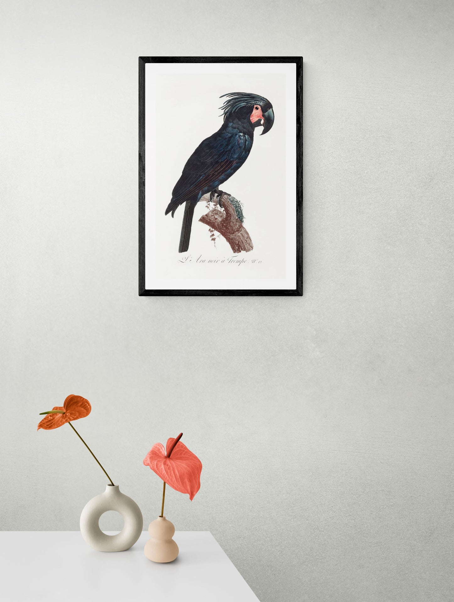 Vintage naturalistic The Palm Cockatoo, Probosciger aterrimus illustrations. Prints on art paper, canvas and framed canvas. Free shipping in the USA.