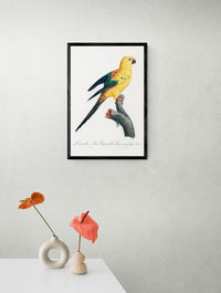 Vintage naturalistic The Sun Parakeet, Aratinga solstitialis illustrations. Prints on art paper, canvas and framed canvas. Free shipping in the USA.