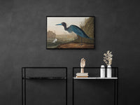 Vintage naturalistic bird illustrations: Blue Crane or Heron. Prints on art paper, canvas, and framed canvas. Free shipping in the USA. SKUJJA022