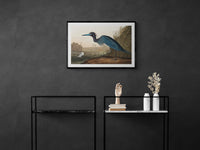 Vintage naturalistic bird illustrations: Blue Crane or Heron. Prints on art paper, canvas, and framed canvas. Free shipping in the USA. SKUJJA022