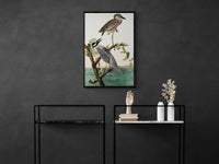 Vintage naturalistic bird illustrations: Yellow-Crowned Heron. Prints on art paper, canvas, and framed canvas. Free shipping in the USA. SKUJJA138