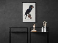 Vintage naturalistic The Palm Cockatoo, Probosciger aterrimus illustrations. Prints on art paper, canvas and framed canvas. Free shipping in the USA.