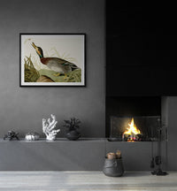 Vintage naturalistic bird illustrations: Bemaculated Duck. Prints on art paper, canvas, and framed canvas. Free shipping in the USA. SKUJJA017