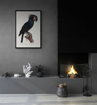 Vintage naturalistic The Palm Cockatoo, Probosciger aterrimus illustrations. Prints on art paper, canvas and framed canvas. Free shipping in the USA.