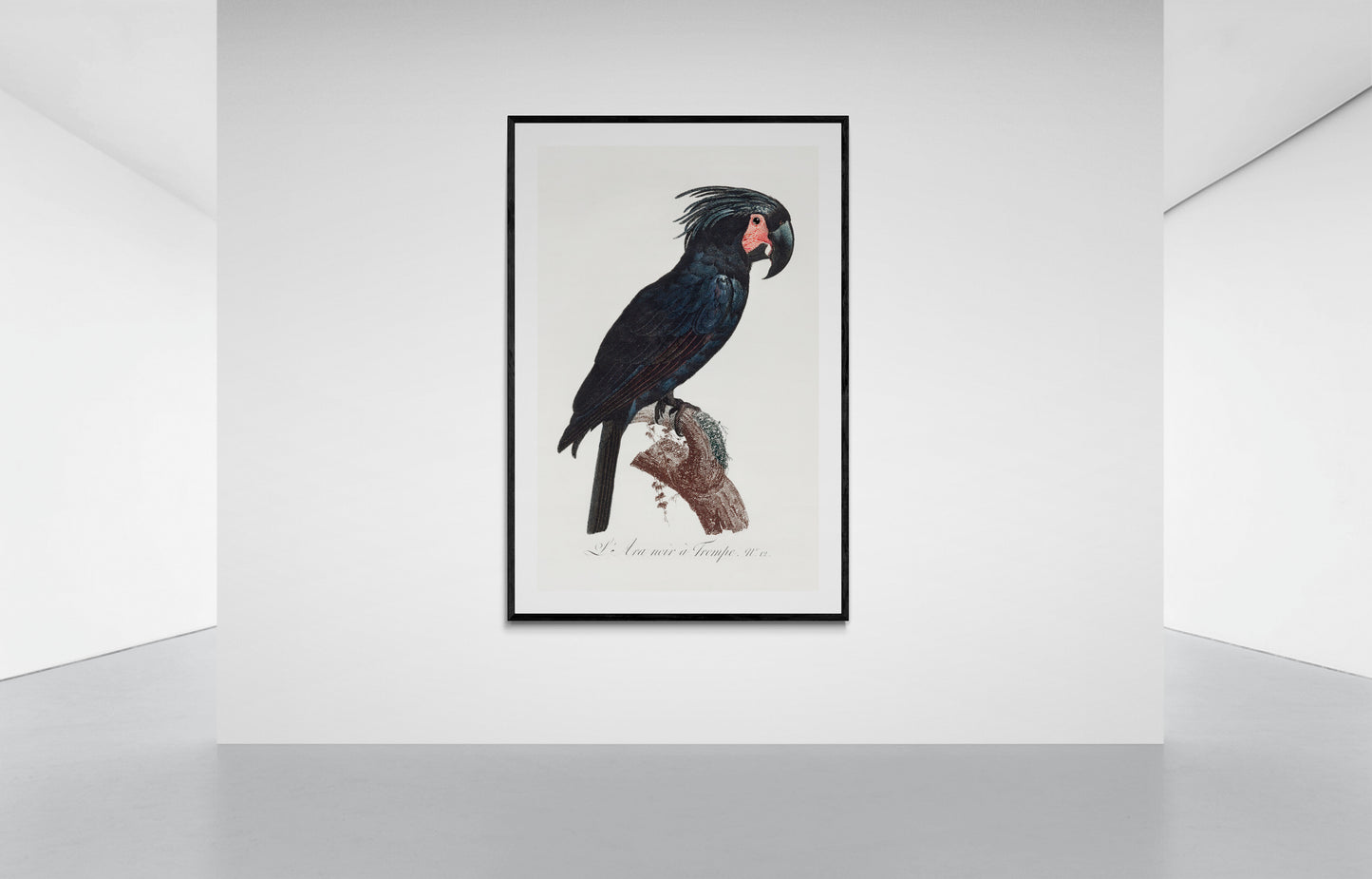 Vintage naturalistic The Palm Cockatoo, Probosciger aterrimus illustrations. Prints on art paper, canvas and framed canvas. Free shipping in the USA.