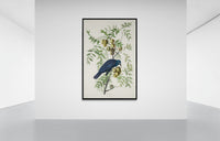 Vintage naturalistic bird illustrations: American Crow. Prints on art paper, canvas, and framed canvas. Free shipping in the USA. SKUJJA003