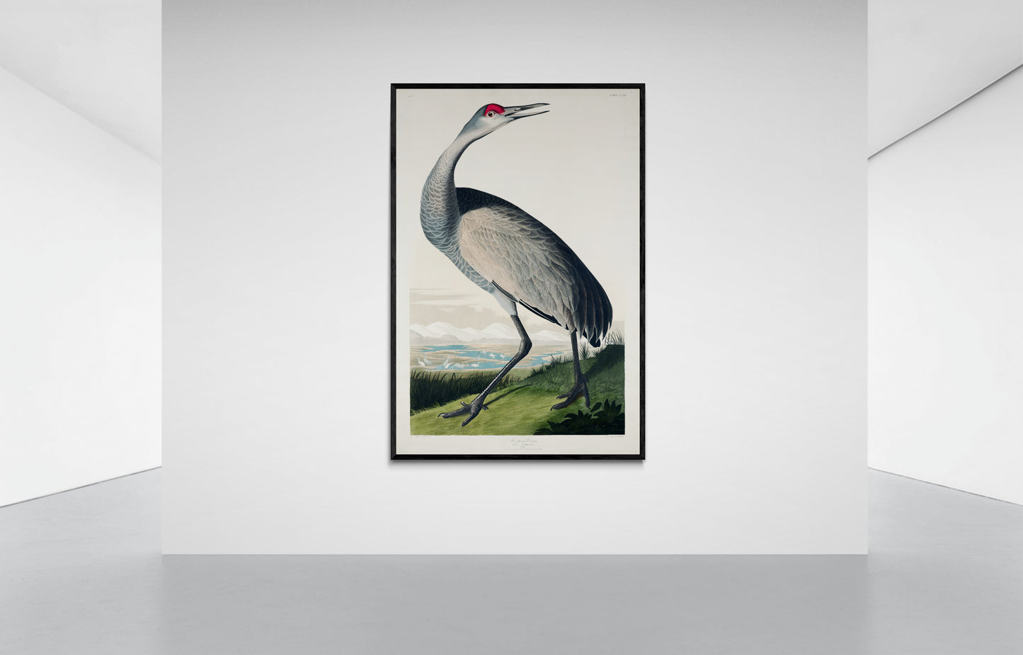 Vintage naturalistic bird illustrations: Hooping Crane. Prints on art paper, canvas, and framed canvas. Free shipping in the USA. SKUJJA071