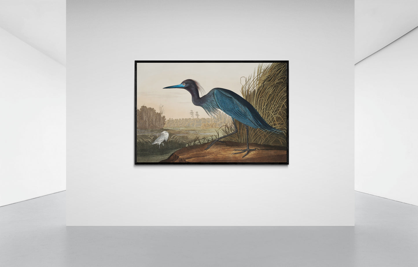 Vintage naturalistic bird illustrations: Blue Crane or Heron. Prints on art paper, canvas, and framed canvas. Free shipping in the USA. SKUJJA022