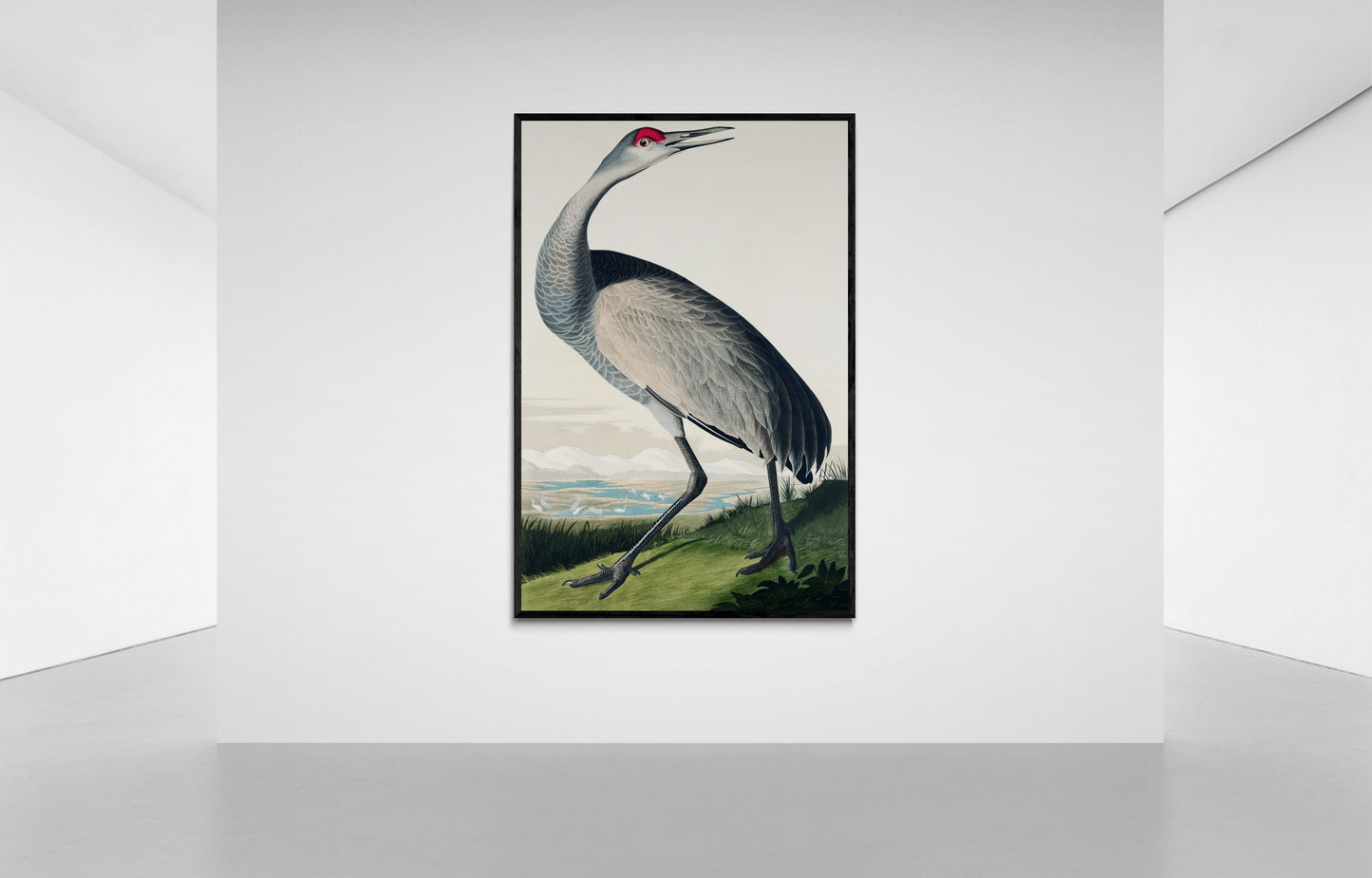 Vintage naturalistic bird illustrations: Hooping Crane. Prints on art paper, canvas, and framed canvas. Free shipping in the USA. SKUJJA071