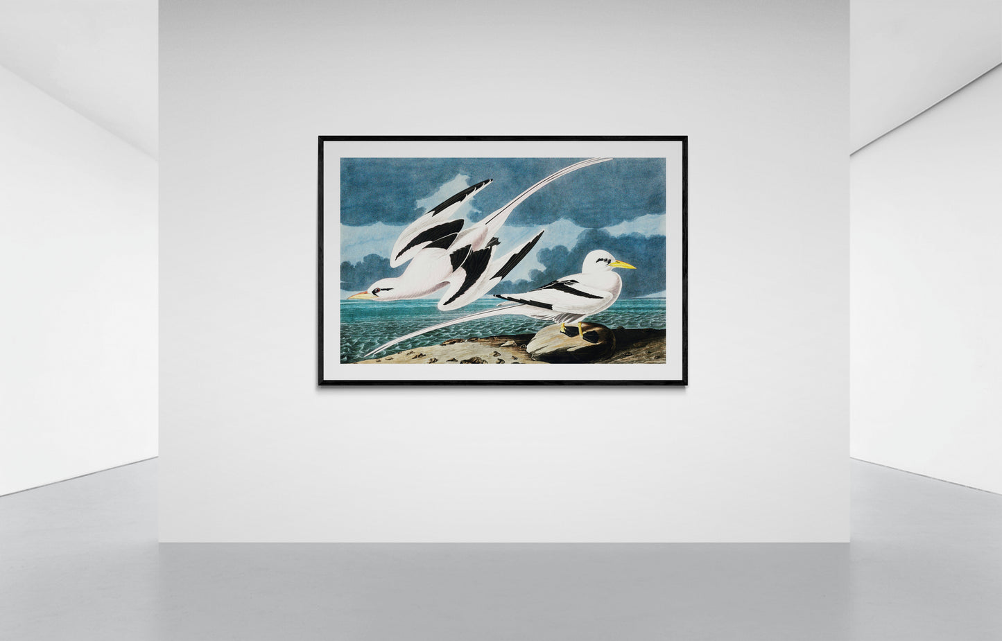 Vintage naturalistic bird illustrations: Tropic Bird. Prints on art paper, canvas, and framed canvas. Free shipping in the USA. SKUJJA120