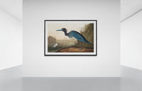 Vintage naturalistic bird illustrations: Blue Crane or Heron. Prints on art paper, canvas, and framed canvas. Free shipping in the USA. SKUJJA022