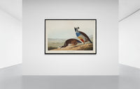 Vintage naturalistic bird illustrations: California Partridge. Prints on art paper, canvas, and framed canvas. Free shipping in the USA. SKUJJA032