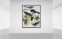 Vintage naturalistic bird illustrations: Yellow-Billed Magpie, Stellers Jay, Ultramarine Jay and Clark's Crow. Prints on art paper, canvas, and framed canvas. Free shipping in the USA. SKUJJA137