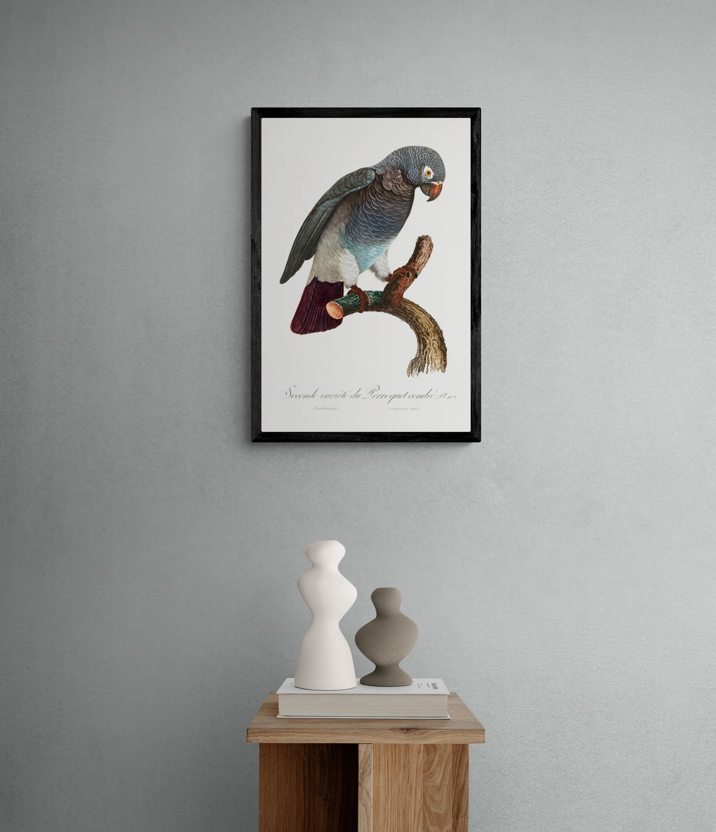 Vintage naturalistic The Grey Parrot, Psittacus erithacus illustrations. Prints on art paper, canvas and framed canvas. Free shipping in the USA.