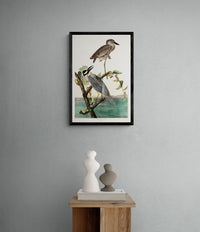 Vintage naturalistic bird illustrations: Yellow-Crowned Heron. Prints on art paper, canvas, and framed canvas. Free shipping in the USA. SKUJJA138