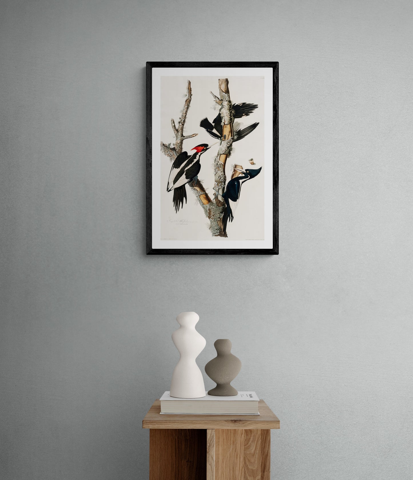 Vintage naturalistic bird illustrations: Ivory-billed Woodpecker. Prints on art paper, canvas, and framed canvas. Free shipping in the USA. SKUJJA073