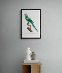 Vintage naturalistic The Yellow-Shouldered Amazon, Amazona barbadensis illustrations. Prints on art paper, canvas and framed canvas. Free shipping in the USA.