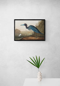 Vintage naturalistic bird illustrations: Blue Crane or Heron. Prints on art paper, canvas, and framed canvas. Free shipping in the USA. SKUJJA022