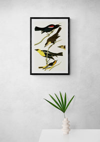 Vintage naturalistic bird illustrations: Nuttall's Starling, Yellow-headed Troopial and Bullock's Oriole. Prints on art paper, canvas, and framed canvas. Free shipping in the USA. SKUJJA091