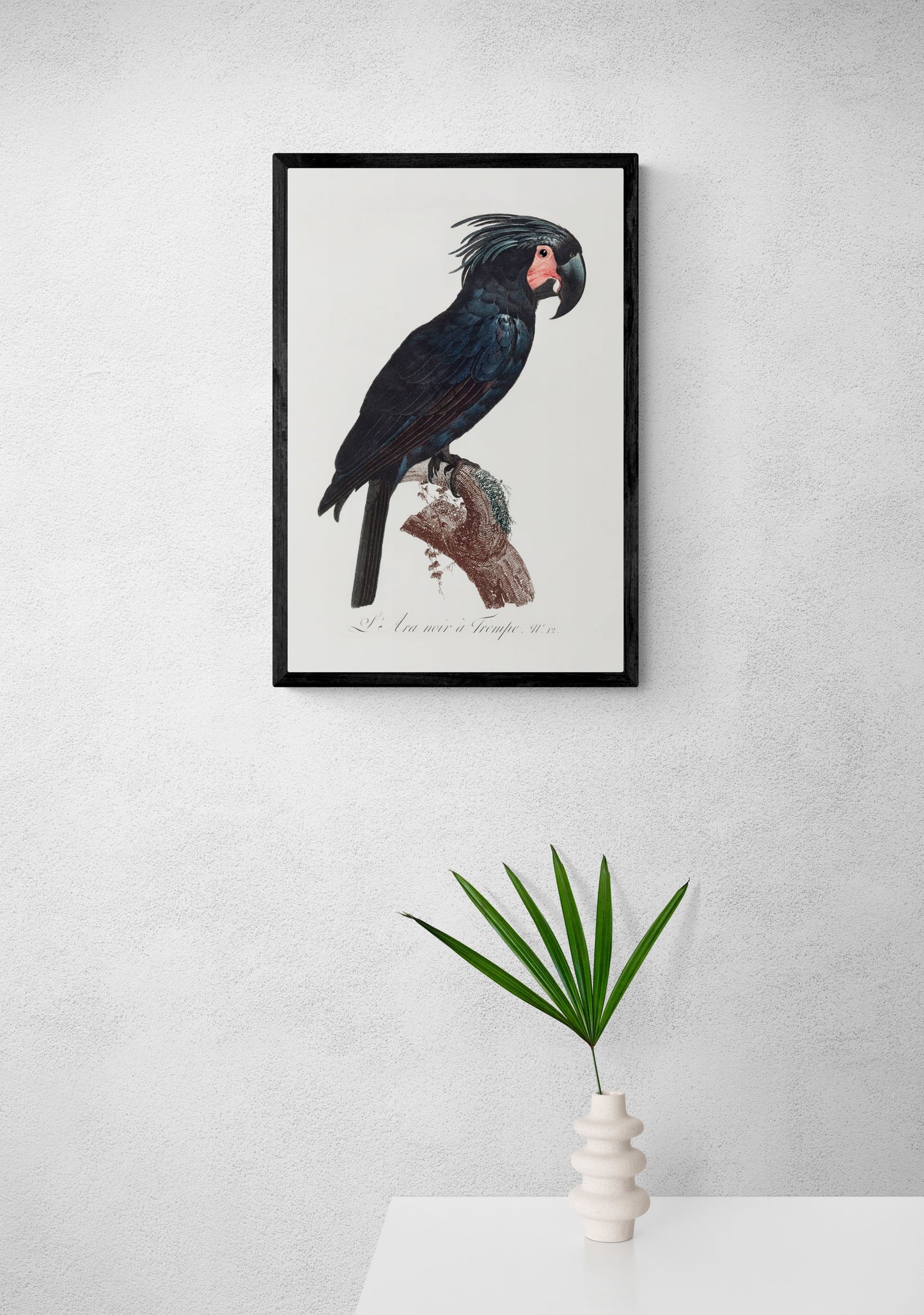 Vintage naturalistic The Palm Cockatoo, Probosciger aterrimus illustrations. Prints on art paper, canvas and framed canvas. Free shipping in the USA.