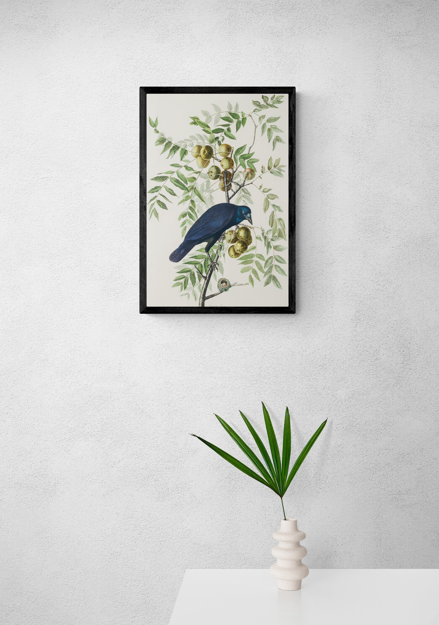 Vintage naturalistic bird illustrations: American Crow. Prints on art paper, canvas, and framed canvas. Free shipping in the USA. SKUJJA003