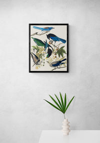 Vintage naturalistic bird illustrations: Yellow-Billed Magpie, Stellers Jay, Ultramarine Jay and Clark's Crow. Prints on art paper, canvas, and framed canvas. Free shipping in the USA. SKUJJA137