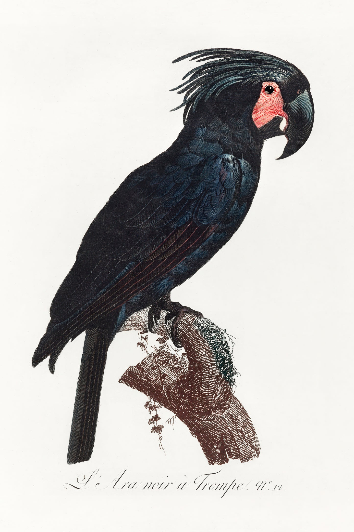 Vintage naturalistic The Palm Cockatoo, Probosciger aterrimus illustrations. Prints on art paper, canvas and framed canvas. Free shipping in the USA.