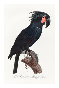 Vintage naturalistic The Palm Cockatoo, Probosciger aterrimus illustrations. Prints on art paper, canvas and framed canvas. Free shipping in the USA.