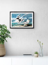 Vintage naturalistic bird illustrations: Tropic Bird. Prints on art paper, canvas, and framed canvas. Free shipping in the USA. SKUJJA120
