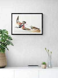 Vintage naturalistic bird illustrations: Turn-stone. Prints on art paper, canvas, and framed canvas. Free shipping in the USA. SKUJJA123