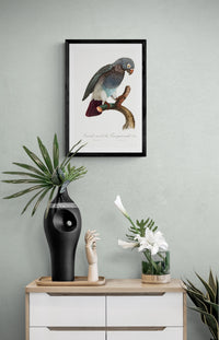 Vintage naturalistic The Grey Parrot, Psittacus erithacus illustrations. Prints on art paper, canvas and framed canvas. Free shipping in the USA.