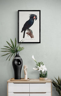 Vintage naturalistic The Palm Cockatoo, Probosciger aterrimus illustrations. Prints on art paper, canvas and framed canvas. Free shipping in the USA.