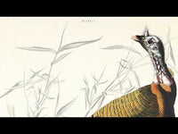 Vintage naturalistic bird illustrations: Wild Turkey or Great American Cock. Prints on art paper, canvas, and framed canvas. Free shipping in the USA. SKUJJA132